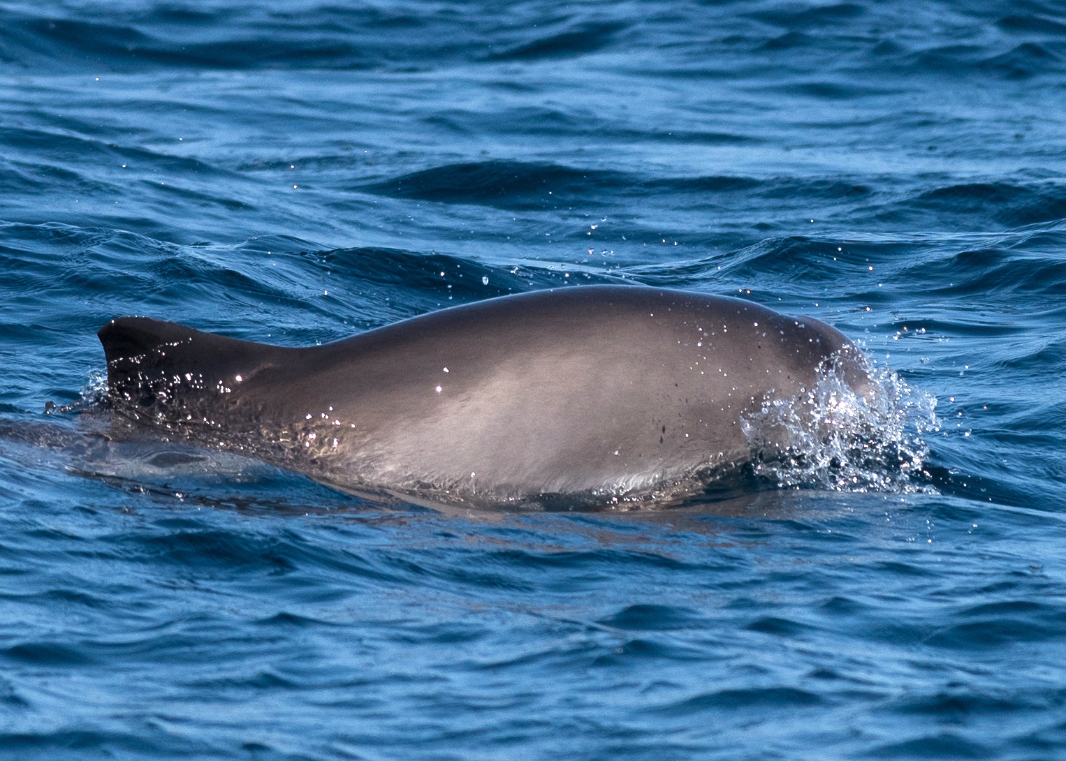 Harbour porpoise - AIMM